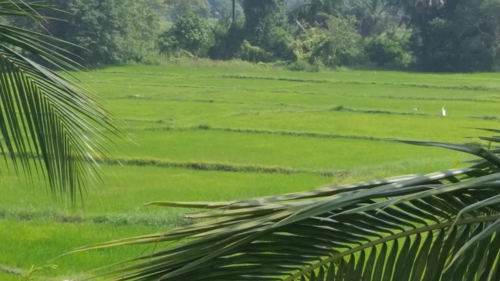 Serene View Tourist Rest Hotel Anuradhapura Exterior photo